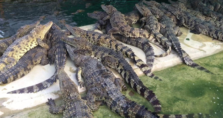 Crocodile Farm Siem Reap