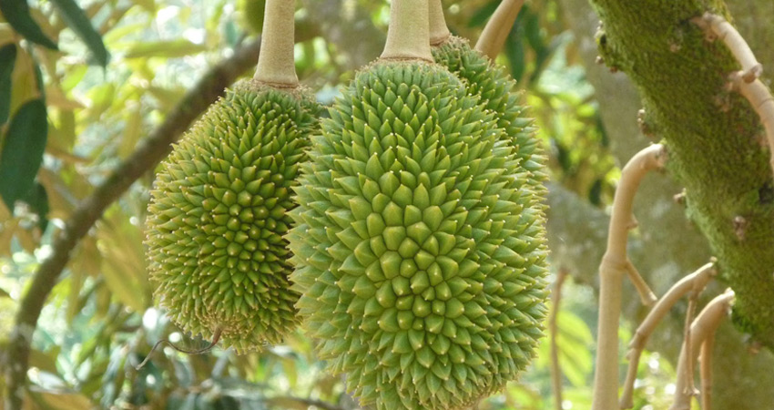Durian Plantations