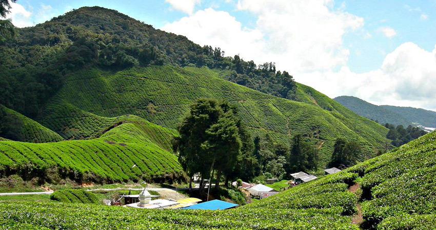 Phnom Trong Morn Trong Tea
