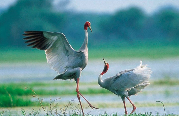 Siem Reap Bird Watch Day Tour