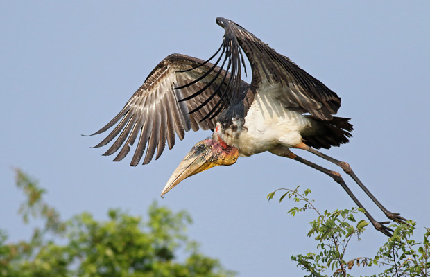 Prek Toal - Bird Sanctuary